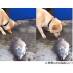 魚に水かけて“蘇生”試みる犬、一生懸命に鼻でかけ続ける姿が話題に。