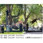 “今季最高のクマ写真”が人気、大学に出現「フォーリン・ベアー2.0」。