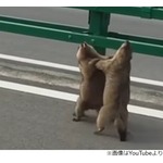 2匹のリス、路上で掴み合いの大げんか