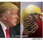 “トランプ鳥”に脚光「早くも中国に経済的利益」