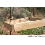 人間と知恵比べでリスつるつる、鳥のえさを守るために“対抗”。