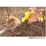 主人の墓に寄り添い続ける犬、近隣住民に保護されてもすぐに引き返す。