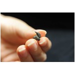 沖縄で幻の“メガマウス”化石、アジア地域で初めての公式記録に。