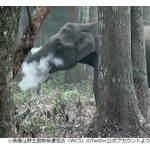 “喫煙”するゾウ、撮影される