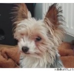 惨殺された愛犬、謎めいた事件の犯人は…