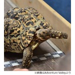 “世界最速”カメが上り坂一気、従来記録をはるかに凌ぐスピード。