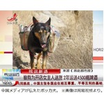 山小屋へ商品届けるボッカ犬、開始2年間で4,500本のビールを運ぶ。