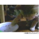 キャットフードを水に浸す猫、前足で1個ずつ器用にすくい上げてパクパク。