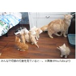 仲睦まじい子猫に突然の混乱、母猫が起こしたハプニングに驚き…。