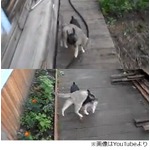 猫をかついで家の中に戻る犬、YouTubeの動画が再生回数100万回突破。