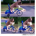 ペダル漕いで自転車に乗る犬、10週間の訓練で器用に乗りこなす。