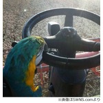 くちばしで運転する天才インコ、20分間にわたりコンバインを操縦。