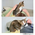 手違いで彼女の猫売った彼氏、ネットユーザーも手伝った行方捜しの顛末。