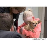 勇敢チワワが猛犬から8歳救う、襲撃受けた女の子は数百針縫うけが。