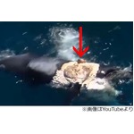 “鯨の死骸でサーフィン”炎上、周りにサメの群れ集まり救助される。