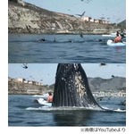 目の前にクジラ現れ危機一髪、カヤック楽しんでいた母娘に恐怖の瞬間。