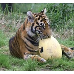 関節炎に効果ある？ 中国の動物園が“トラの尿”を販売