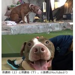 “愛”注がれ捨て犬の表情変化、険しさ薄れ穏やかになったピットブル。