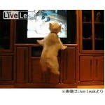 TVに“仲間”登場で犬が大興奮、静かにジッと見ていた行儀の良さが一変。