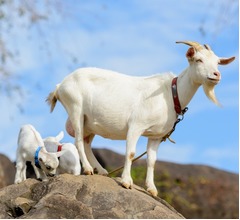 ヤギ・ヒツジ・アルパカ、“最も賢い動物”はどれだ?
