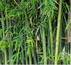 かつて園芸植物として人気だった竹、いまは“侵略的外来種”…イギリスで問題視