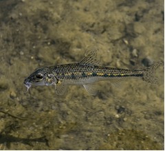 お祭りで“魚を飲む”習慣に幕、約600年前から続くも動物愛護理由に