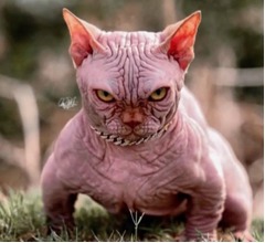 “悪魔の犬”彷彿…あまりにも威嚇的な猫が話題に、疑わしい繁殖方法に警鐘も