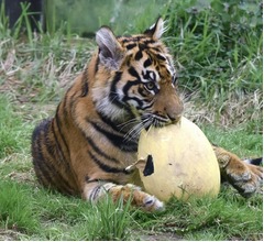 関節炎に効果ある? 中国の動物園が“トラの尿”を販売
