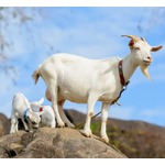ヤギ・ヒツジ・アルパカ、“最も賢い動物”はどれだ？