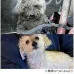 拾われ光取り戻した盲目の犬、保護活動続ける夫婦撮影の動画が話題に。