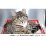 高層階から転落も猫助かった、骨折なく歯が折れたのみで元気に回復。
