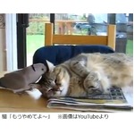 猫vs.ハトのかわいいバトル、昼寝する猫の周りでハトが「クルックー！」。