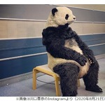 川口春奈「ものスゴく臭かった…」パンダの着ぐるみの思い出