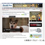 “思い出の歌”で救出された犬、収容施設で歌に合わせて吠え処分免れる。