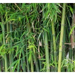 かつて園芸植物として人気だった竹、いまは“侵略的外来種”…イギリスで問題視