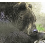 “露天風呂でくつろぎ、その後うたた寝するクマ”アメリカで発見される