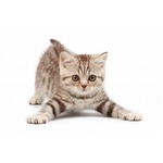 今年の「猫の名前」人気1位はモモ、人気品種ではマンチカンが躍進。