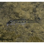 お祭りで“魚を飲む”習慣に幕、約600年前から続くも動物愛護理由に