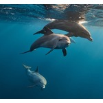 座礁したイルカ“アルツハイマー型認知症”の可能性、学術誌に研究結果発表