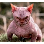 “悪魔の犬”彷彿…あまりにも威嚇的な猫が話題に、疑わしい繁殖方法に警鐘も