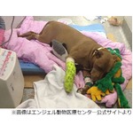迫る列車から飼い主救った犬、線路外へ引っ張り出すも自身は脚切断。
