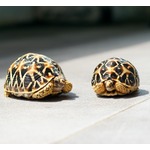 “スカートの下”にカメ68匹、密輸しようとした女性2人「ぎこちない歩き方」で発覚