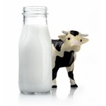 牛乳取りに玄関出たら牛がいた、目の前で庭の草木をムシャムシャ。